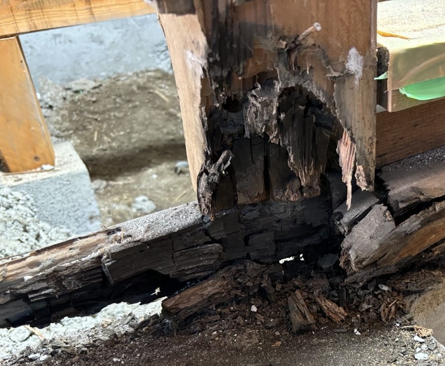 1日放置すると、シロアリ被害は確実に進行します。