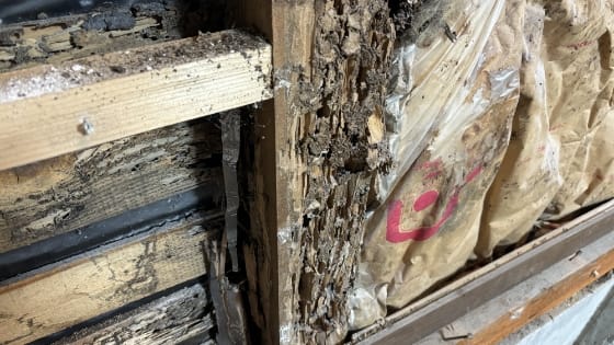 羽アリを放置、建て替えに写真1