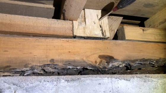 羽アリを放置、建て替えに写真2