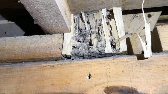 羽アリを放置、建て替えに写真3