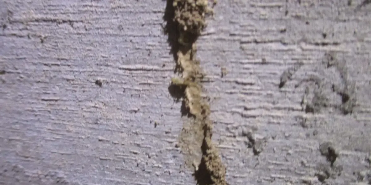 「悲報。シロアリは年中活動しています。」