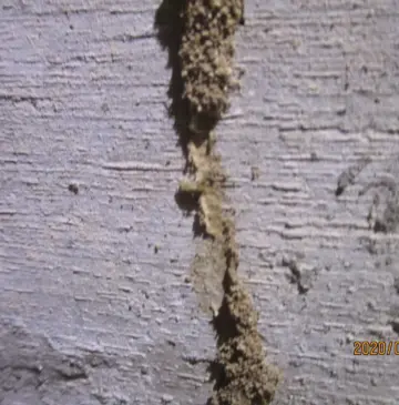 「悲報。シロアリは年中活動しています。」