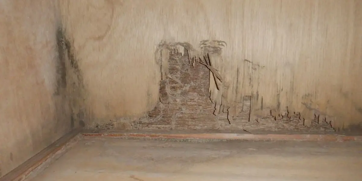 「あれ!?」大掃除の時にシロアリが見つかるかも