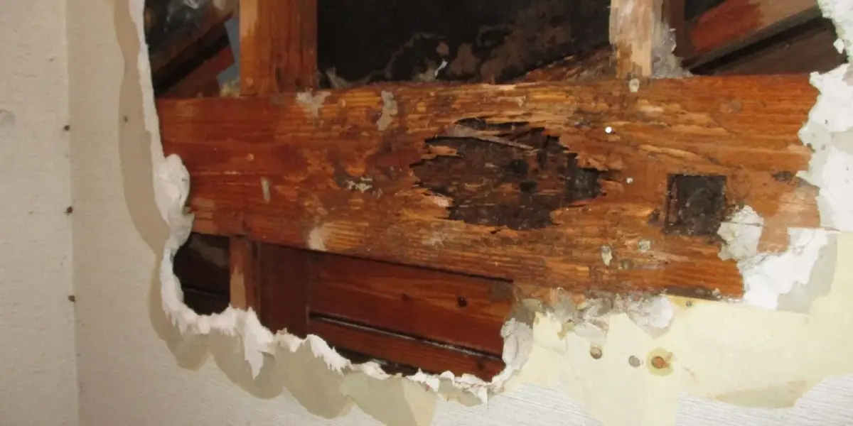 シロアリ+リフォームもお任せ下さい