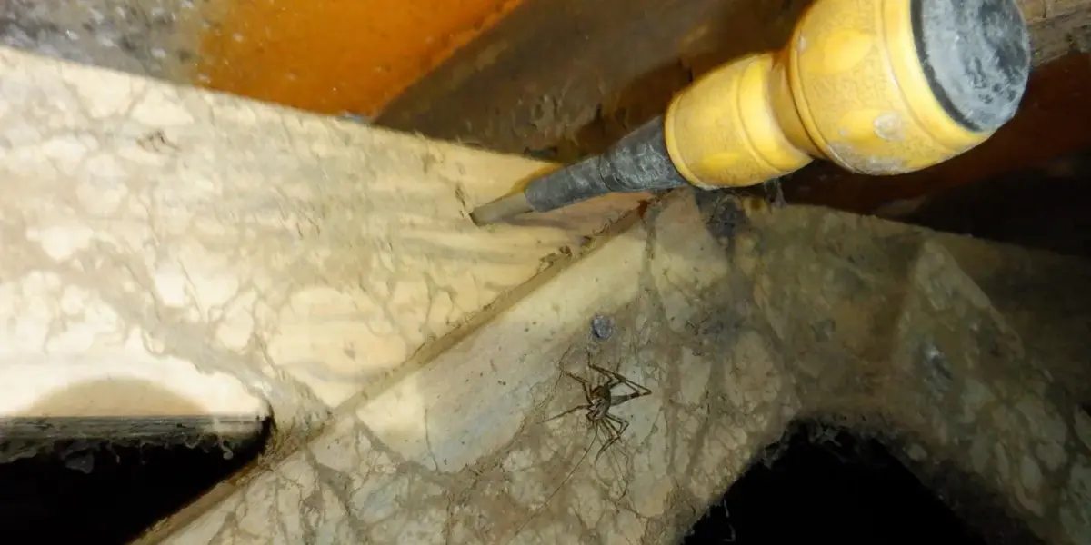 シロアリだけじゃない木材劣化生物