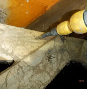 シロアリだけじゃない木材劣化生物