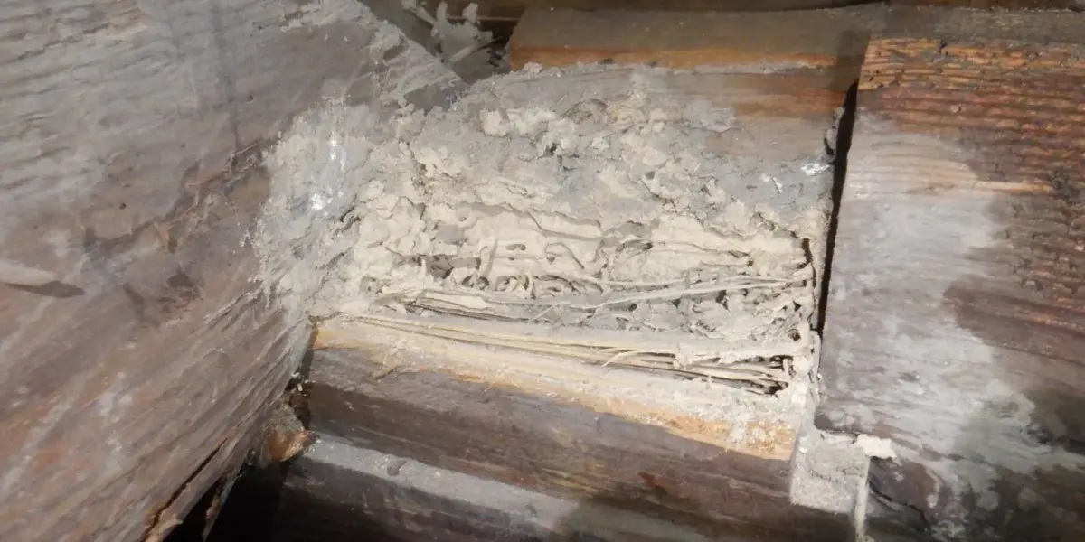 某宗教施設にてイエシロアリ駆除