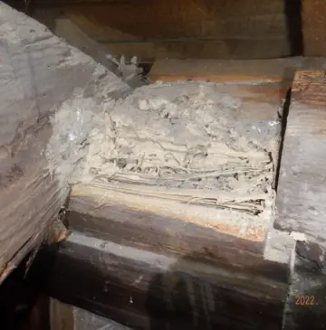 某宗教施設にてイエシロアリ駆除