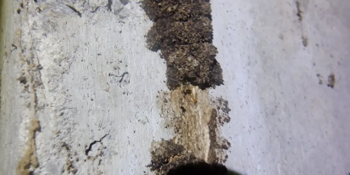 羽アリを放置すると最悪建替えということもあるシロアリがいます