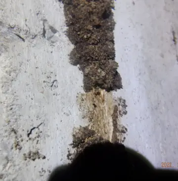 羽アリを放置すると最悪建替えということもあるシロアリがいます