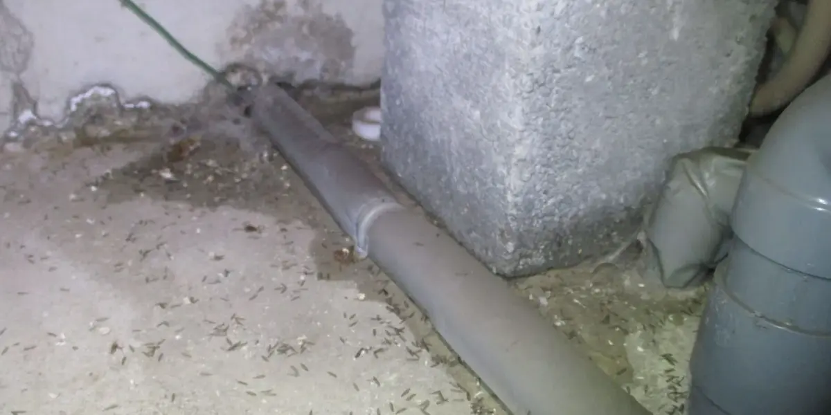 大分県 羽アリが出た時の対処法