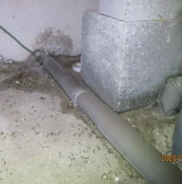 大分県　羽アリが出た時の対処法