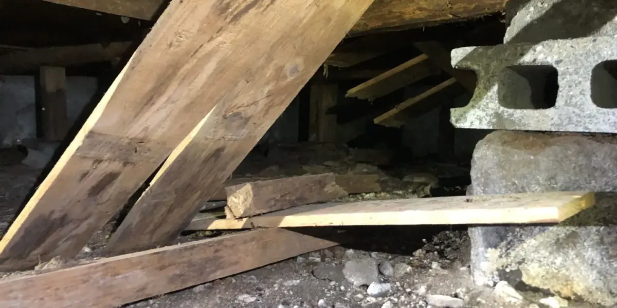 羽アリが大分県各所で飛んでいます