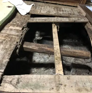 シロアリの羽アリまだまだ群飛中