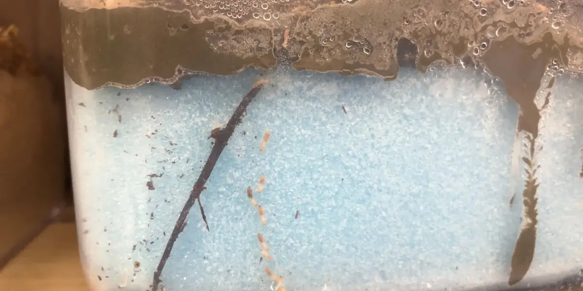 シロアリの飼育を始めました