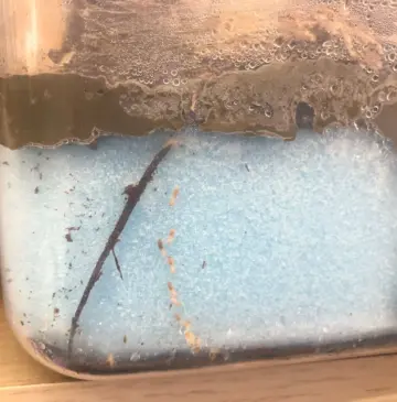 シロアリの飼育を始めました