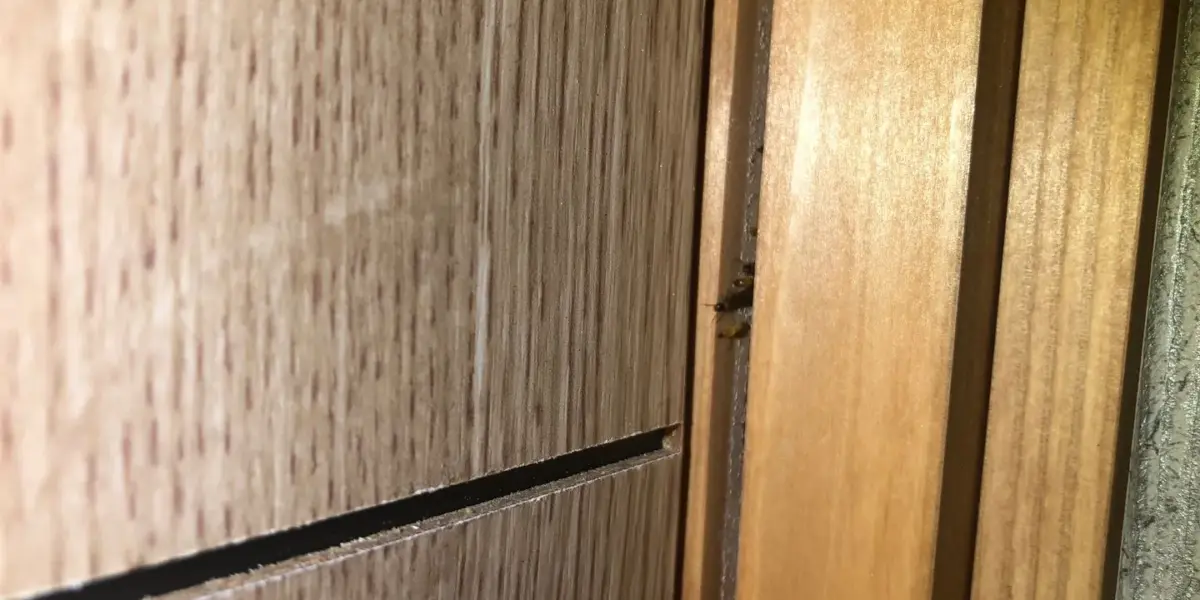 大分県でヤマトシロアリの羽アリ群飛が始まっています！