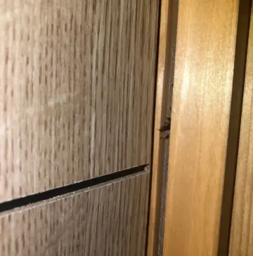 大分県でヤマトシロアリの羽アリ群飛が始まっています！