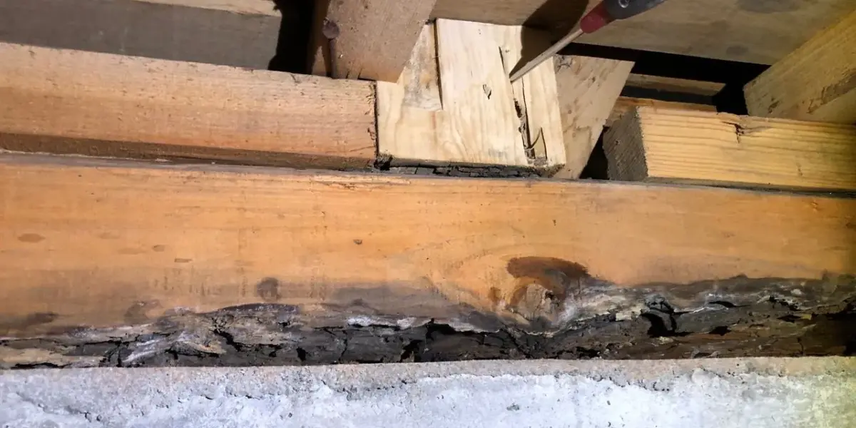 ヤマトシロアリの羽アリからシロアリ被害が見つかる例が続出中！