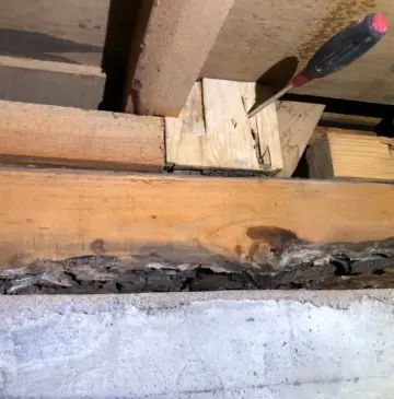 ヤマトシロアリの羽アリからシロアリ被害が見つかる例が続出中！